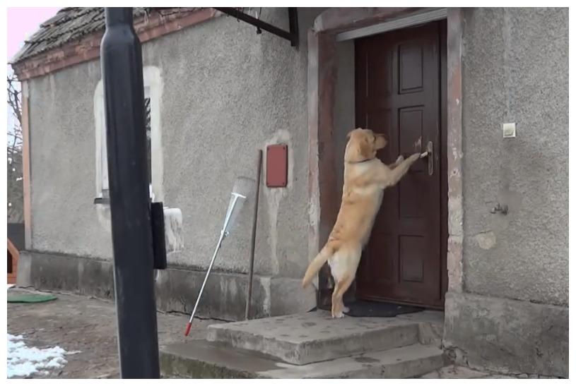 有教养的狗狗不会做这几件事,狗狗有这些行为说明它很需要你