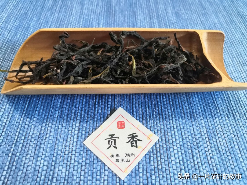 凤凰单丛入门标杆,全方位了解凤凰单丛