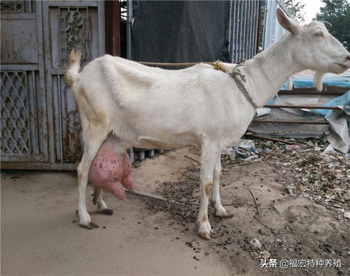 十个养羊为什么九个赔,十个养羊九个亏的意思