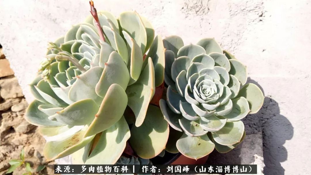 多肉安全度夏技巧,多肉如何度夏教学