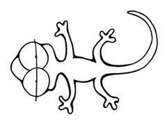 壁虎断尾后为什么尾巴还在乱动,壁虎的断尾逃生能力是怎么来的