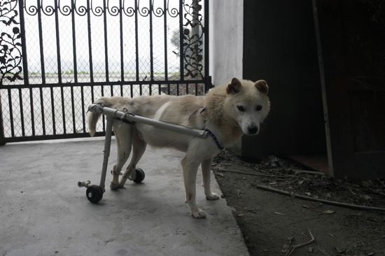 为残疾的猫猫提供轮椅及其它方面的护理方法，让流浪猫猫站起来