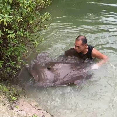 自家水库里养龙鱼，原来龙鱼和魟鱼还能这么养？