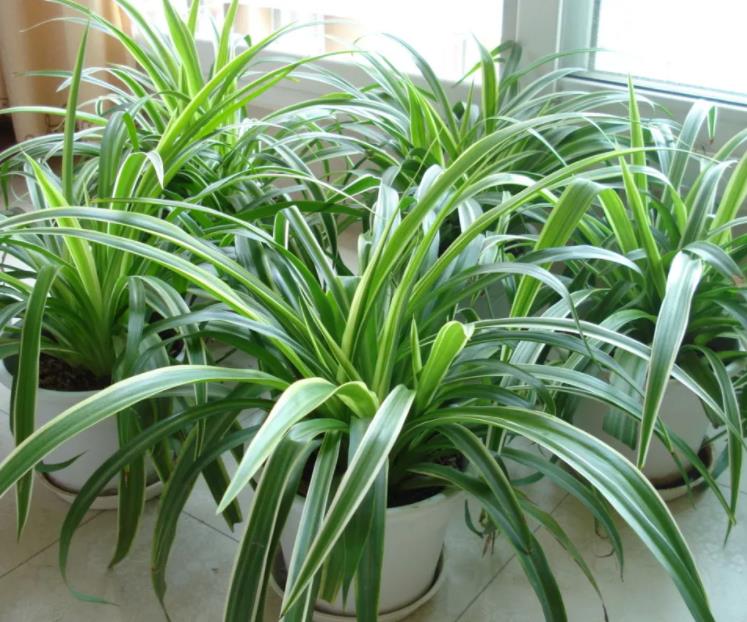 冬天吊兰叶子变黄怎么补救,冬天吊兰叶子发黄怎么处理