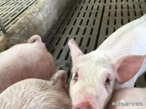 猪先发烧体温正常怎么耳朵变紫,猪的正常体温为38-39.5