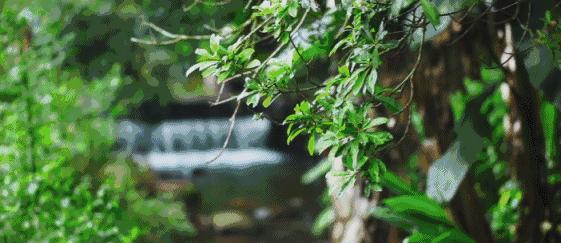 青城后山最好的观山景的民宿,青城山脚下民宿