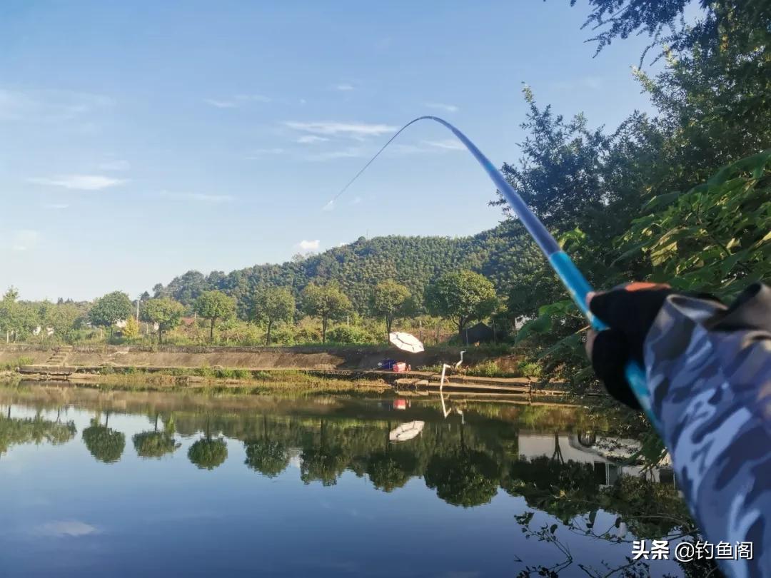 大草鱼不咬钩,野钓野生大罗非鱼不吃饵料怎么办