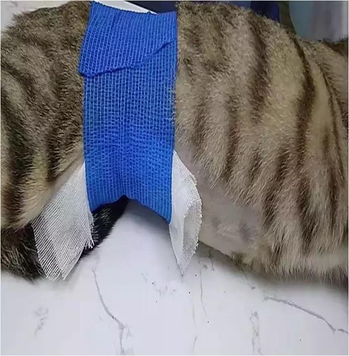 福懋宠物医院花都分院,福懋动物医院公猫绝育