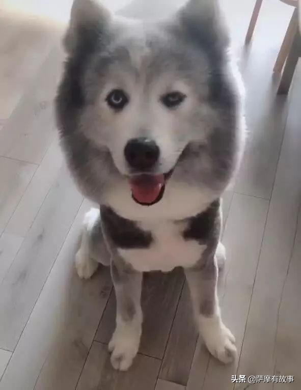 委屈！萨摩耶的混血，是一点没混出萨摩耶的美貌