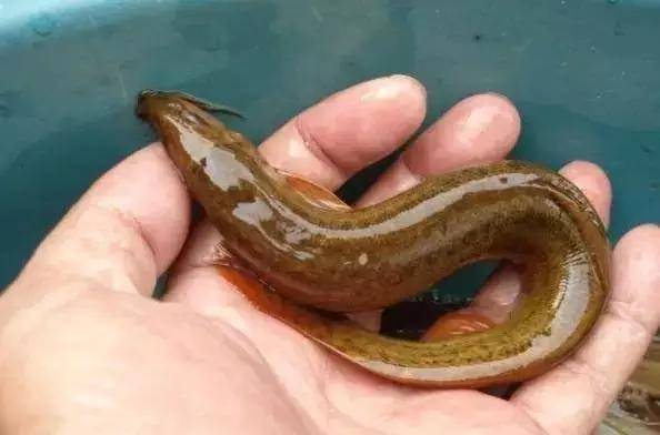 云南特产山货血三七,云南独有的44种野菜