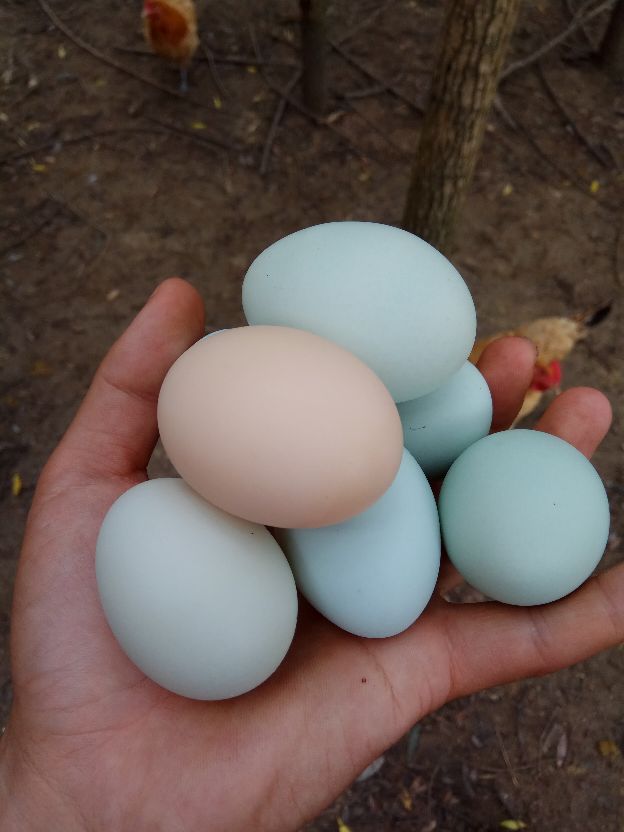 返乡创业农村生活现实记,农村生活与创业之路欢迎进来交流