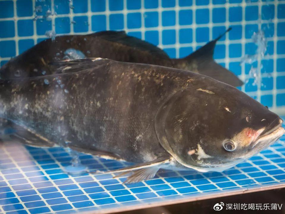 宝安人的顺德饭堂,生蚝用木桶蒸,还加黑松露