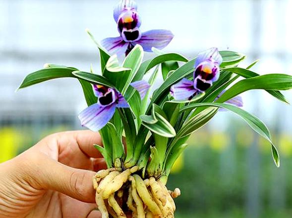 此兰花色“独一无二”，花姿高雅，兰香醉人，寓意紫气东来