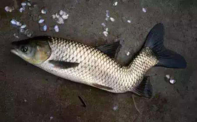 钓的鱼吃起来一股汽油味,鱼身体有柴油味怎么去除