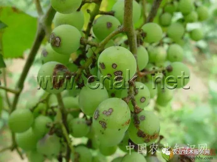 葡萄花前主要病害,葡萄病害图片大全大图