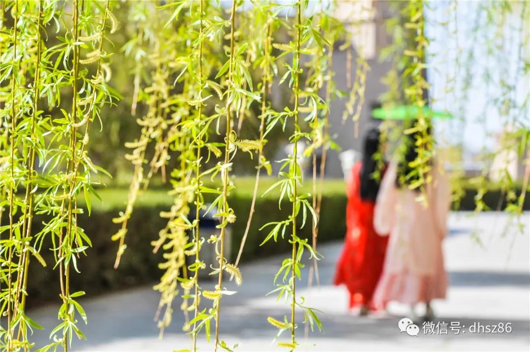 敦煌鸣沙山下百花争艳,甘肃敦煌鸣沙山下杏花枝头春意闹