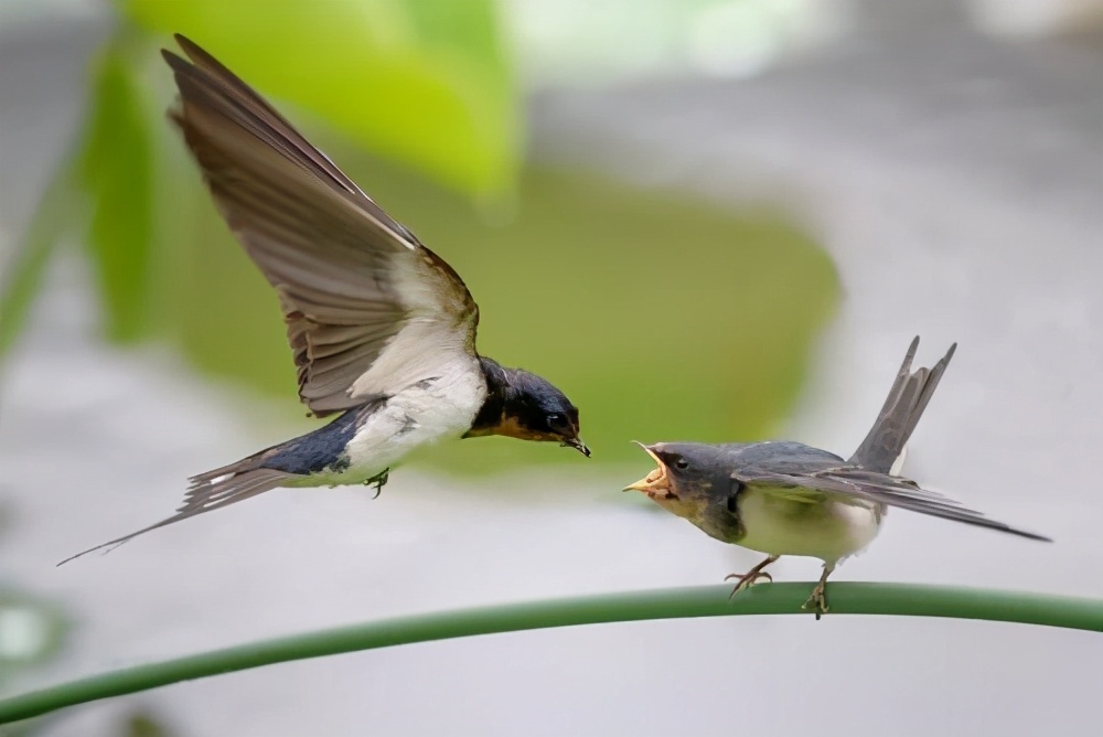 贺知章的咏柳是不是描写春天的,贺知章的咏柳诗是怎样写的