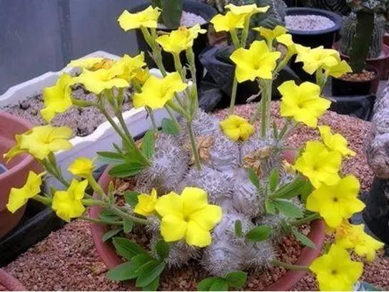 名贵植物排名前十名,十大天价的花卉