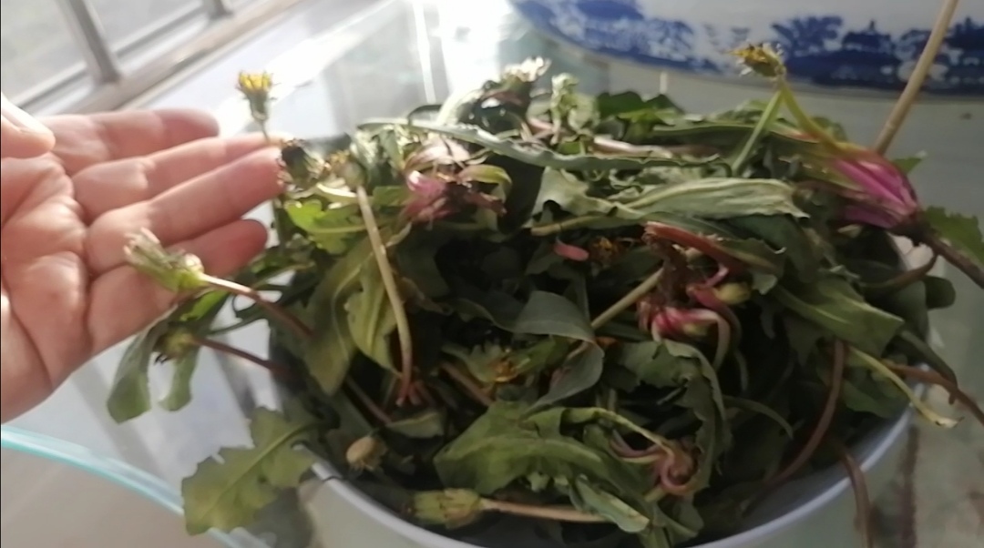 蒲公英怎么晾晒和保存不会生虫子,四季晾晒的蒲公英