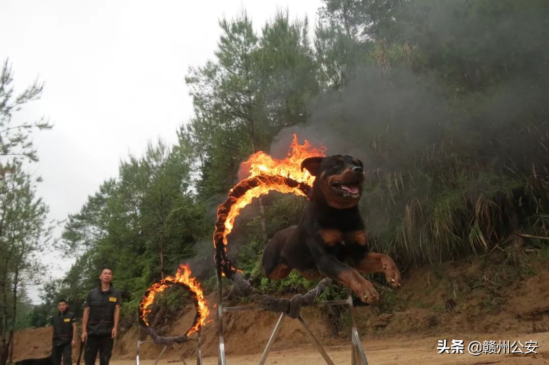 多地公安招人,快来看看!