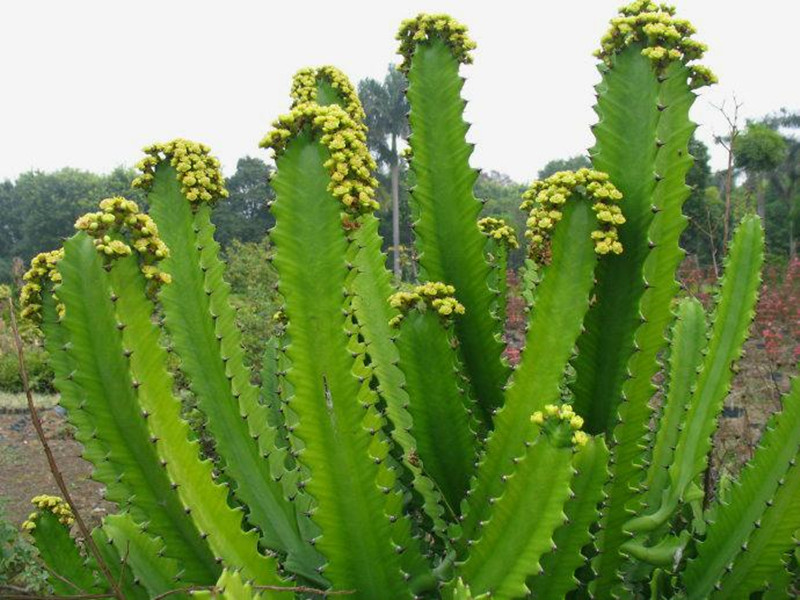 仙人掌开花美图,仙人掌介绍60多种独特的仙人掌