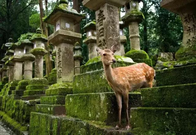 日本白川乡旅游攻略,上海去日本旅游最好的攻略