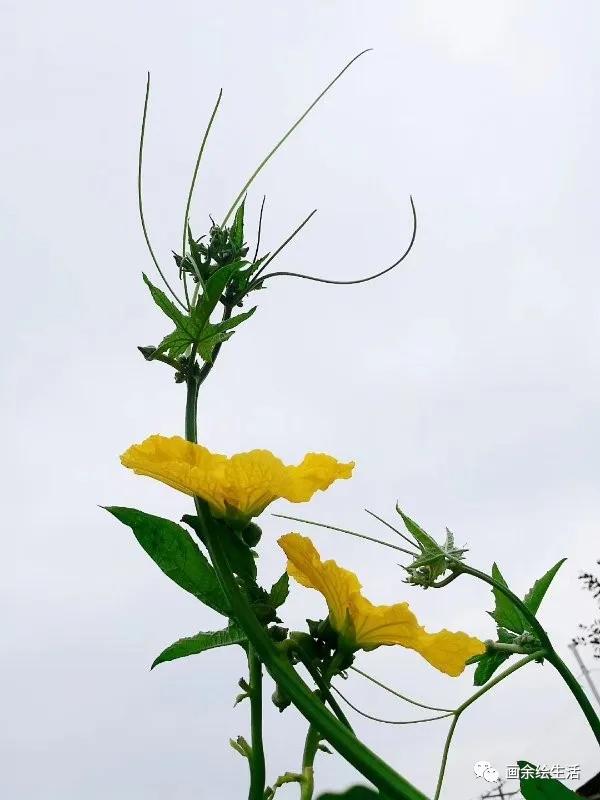 粉丝投稿和平精英,粉丝投稿欧文