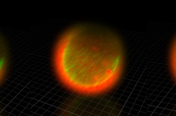 科学家发现精子与卵子,科学家发现精子和卵子