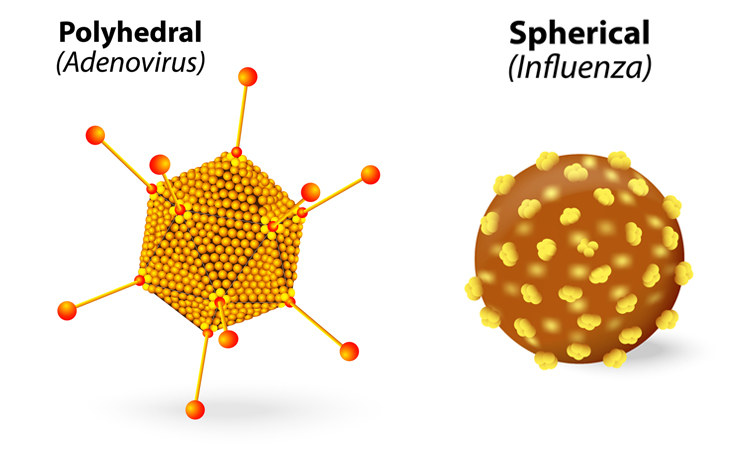 儿童流感病毒引发的肺炎,儿童肺感染病毒