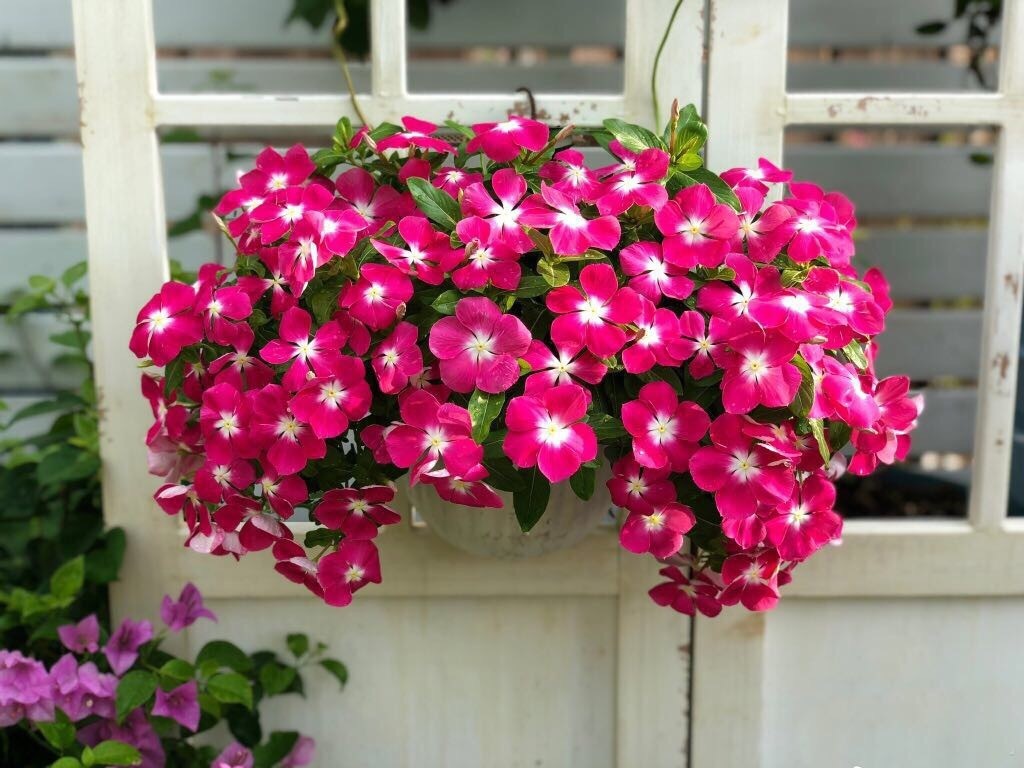 这“38种花”,当你开始收集品种时,你已入坑颇深