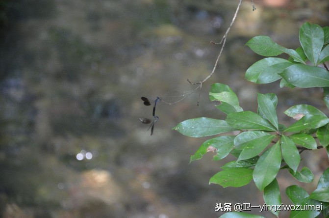 长沙到张家界旅游攻略自由行,长沙到张家界房车自驾游