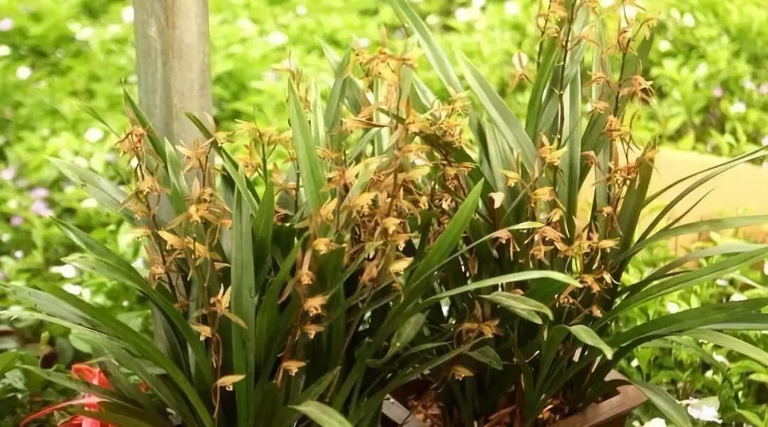 建兰春兰蕙兰墨兰哪种花期长,春兰建兰蕙兰墨兰寒兰哪个品种好