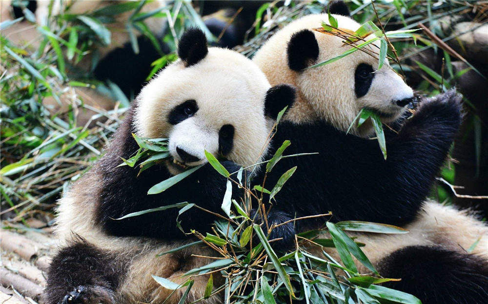 大熊猫为什么能消化坚硬的竹子,一只成年大熊猫一天能吃公斤竹子