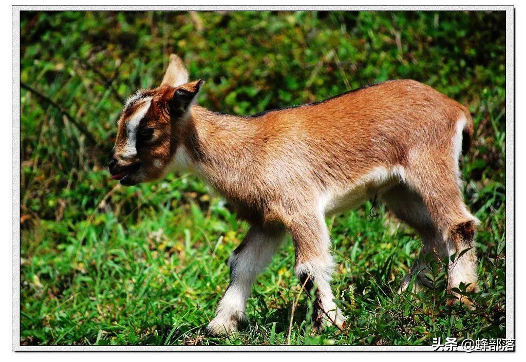 豆粕麦麸价格与去年相比上涨原因,豆粕涨价如何养牛