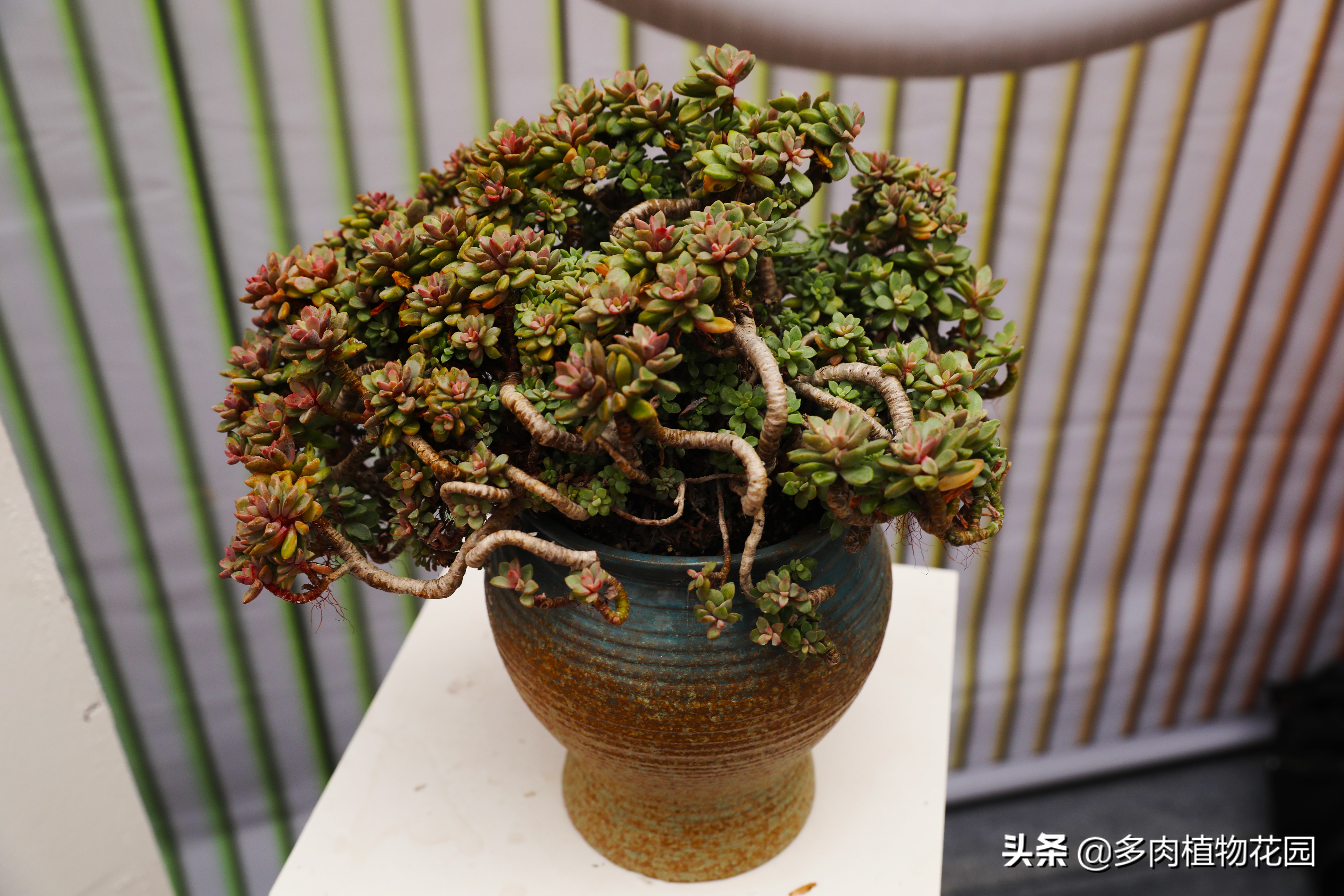 多肉植物如何让它变成老桩,多肉植物老桩怎么修剪