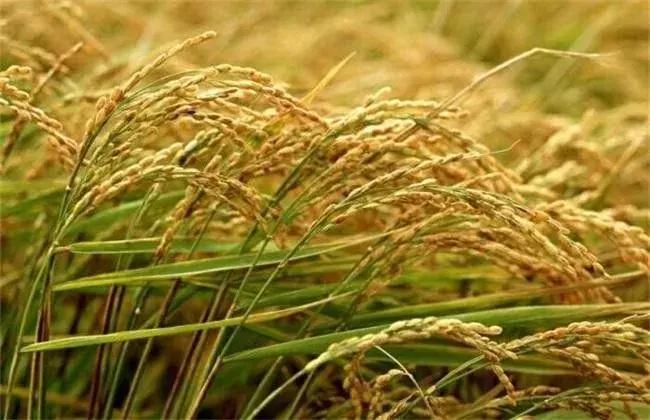 水稻倒伏用什么补救,水稻倒伏了怎么办