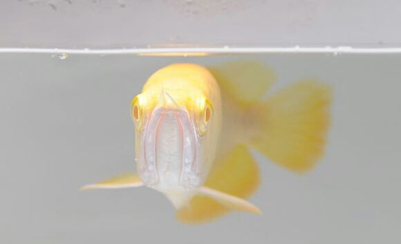 建议穷人养的10种中型观赏鱼,十大养不死的观赏鱼排名