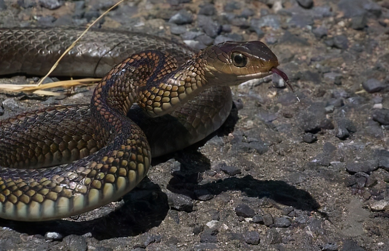 捕蛇奇人,湖南捕蛇奇人视频