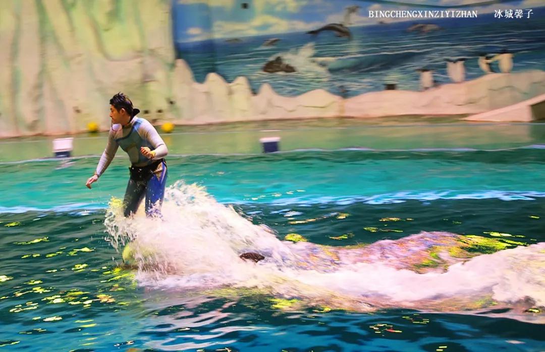 走进哈尔滨完整视频,走进哈尔滨海洋馆