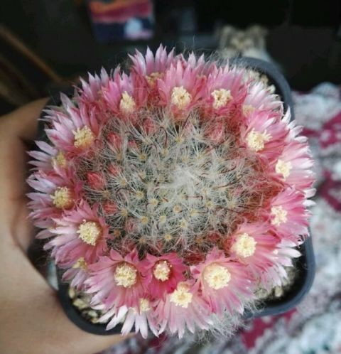 太极莲仙人球,狂莲仙人球