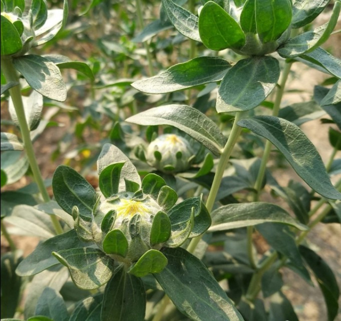 红花能榨油吗,红花种子可榨油