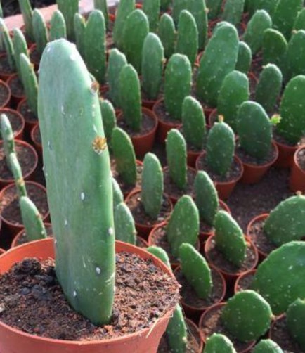 仙人掌简单好养，只要把握它的习性和爱好，何愁养不好仙人掌。