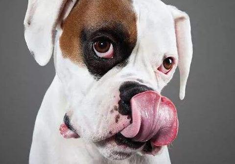 狗狗总爱舔人是怎么回事,狗狗为什么爱舔人皮肤