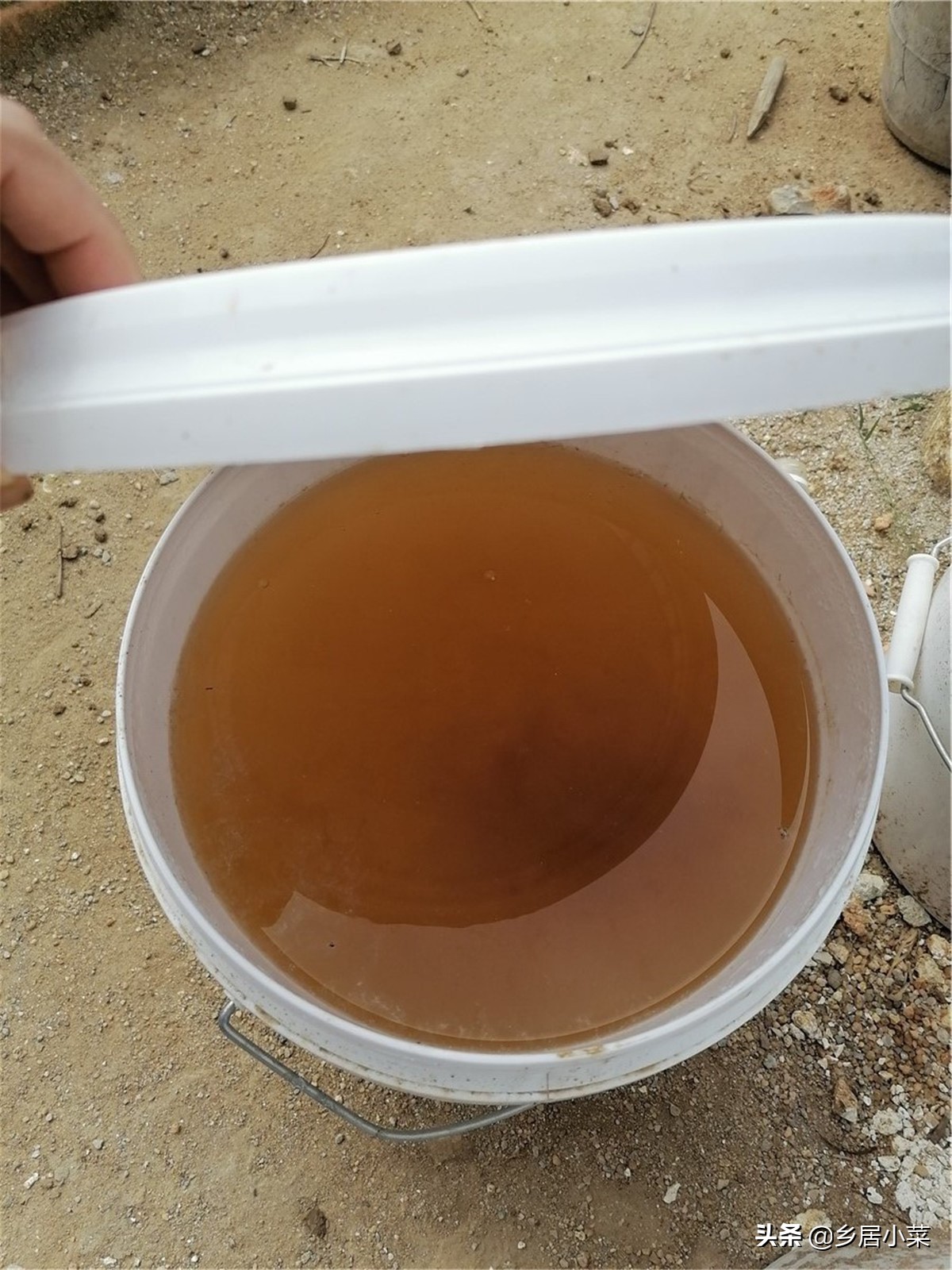 红薯叶凹凸不平是啥原因,红薯叶病害症状图片