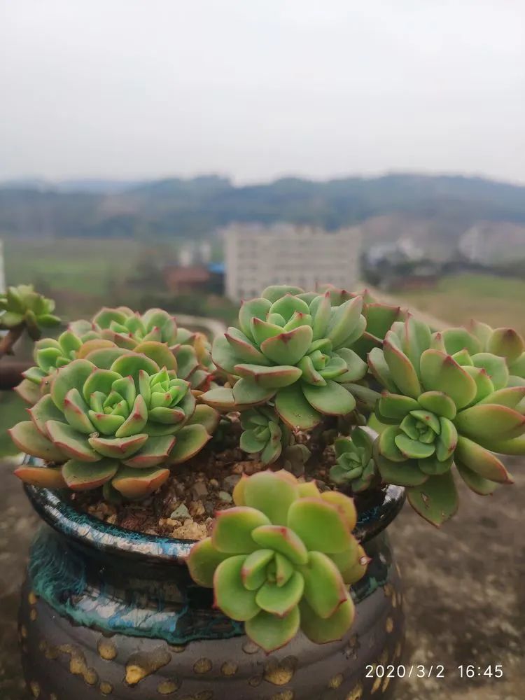 多肉不适合新手养,多肉入坑到什么程度好