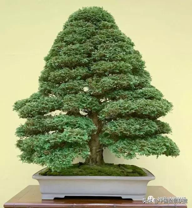 日本盆景巨匠木村正彦作品全程 (木村正彦盆景作品)