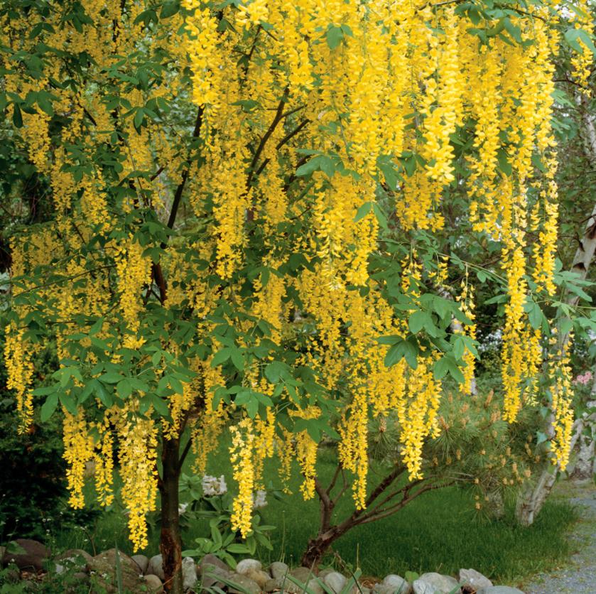 适合花园的小型树木,适合自家花园种植的树木花卉