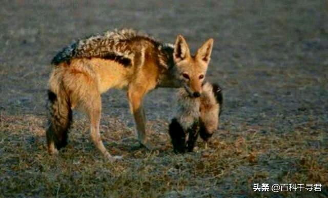 蜜獾不怕毒蛇吗,蜜獾无所畏惧