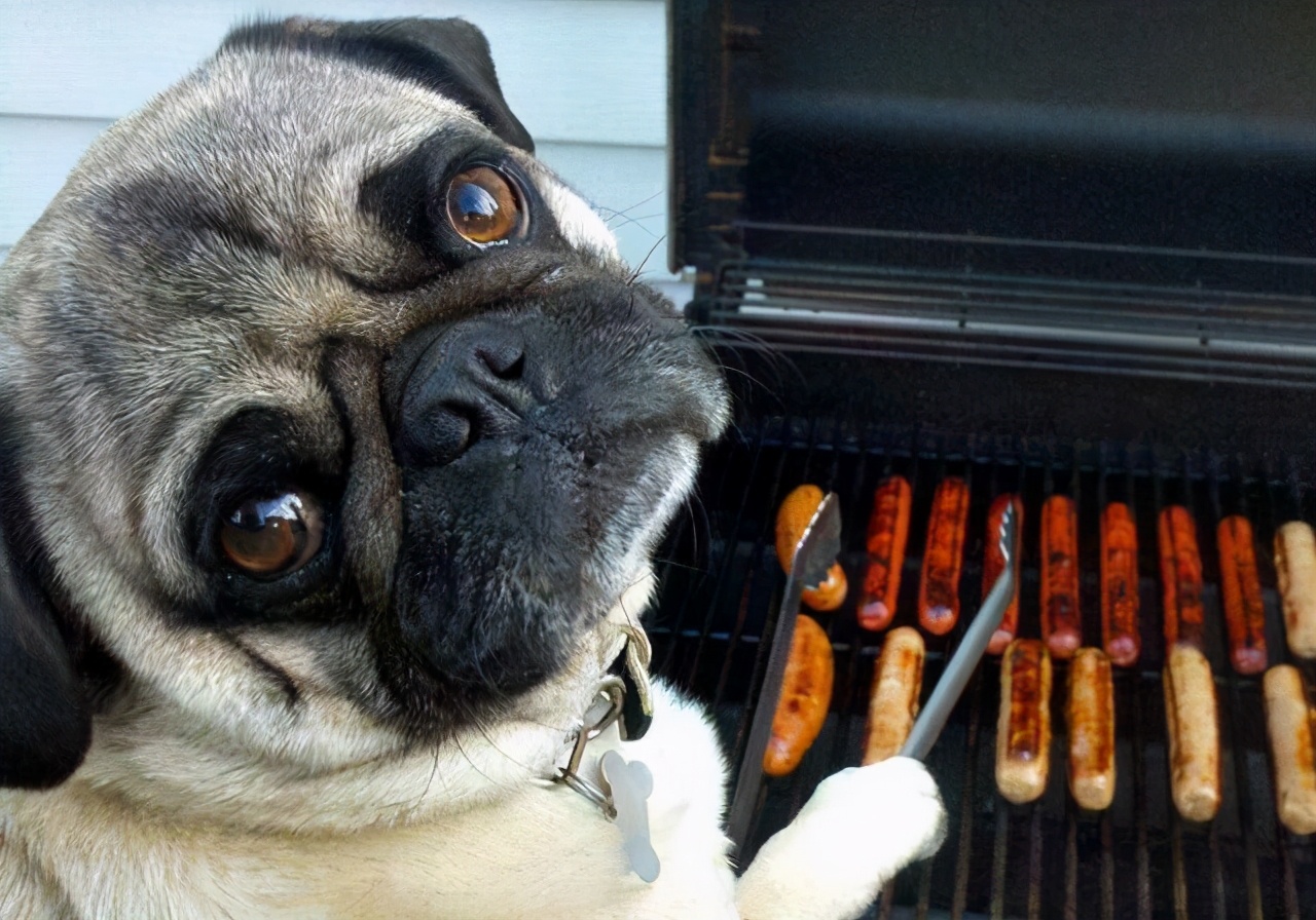 狗狗长期过量运动的危害,狗狗喂食的十大禁忌