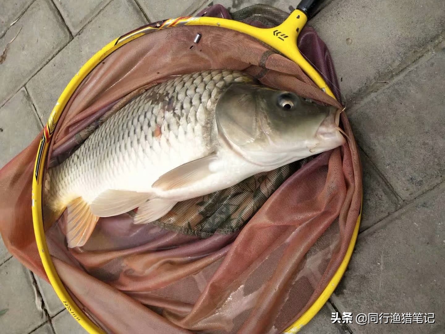 黑坑偷驴好用的饵料,黑坑偷驴时三种常用饵